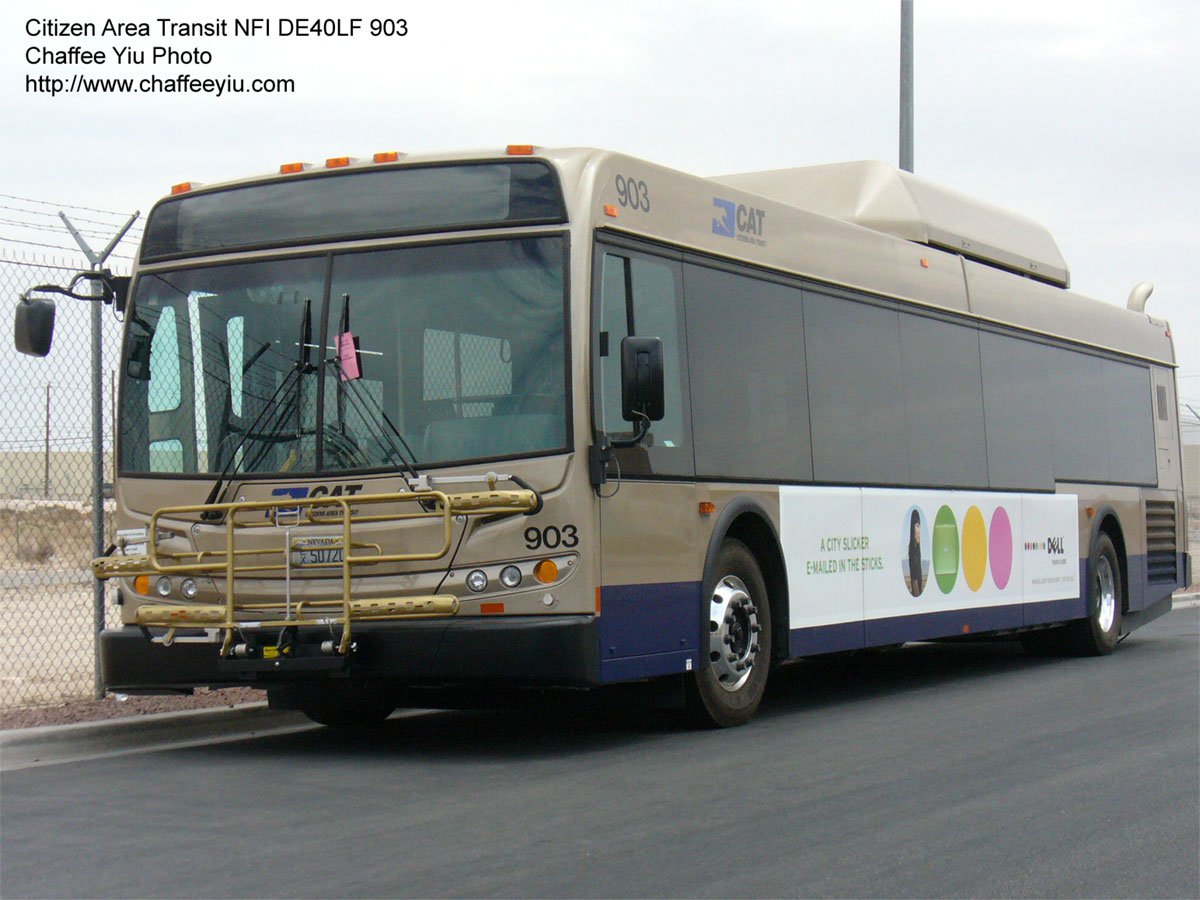 cat903.jpg